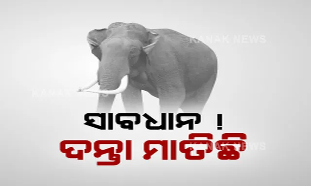 ହାତୀ ଦେଇଗଲା ଦୁଃଖ ! ଦନ୍ତା ଦଳିଦେଇଗଲା ଚାଷୀର ଚାଷ ଜମି । ପନିପରିବା ଫସଲକୁ ଉଜାଡି ଦେଇଛି ହାତୀ, ଋଣ ସୁଝିବେ କେମିତି ଚିନ୍ତାରେ ଚାଷୀ