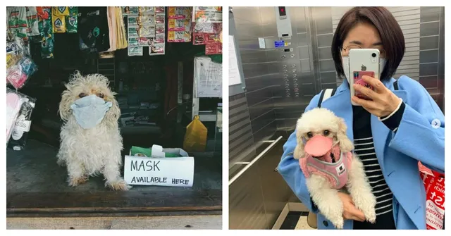 ଭଲପାଇବାକୁ କମ୍ କରିନି ଭାଇରସ୍ : କରୋନା ଭୁତାଣୁରୁ ନିଜକୁ ସୁରକ୍ଷା ଦେବା ସହ ଗୃହପାଳିତ ପଶୁଙ୍କୁ ମଧ୍ୟ ମାସ୍କ୍ ଲଗାଇ ବୁଲାଉଛନ୍ତି ଲୋକେ ।