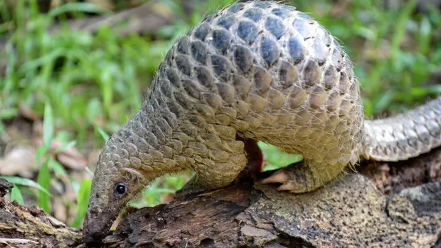 ବଜ୍ରକାପ୍ତା ଦିବସ । ବିଭାଗ ସଚେତନ ନାହିଁ, ବନ ବିଭାଗ ଓ ଅଧିକାରୀମାନେ ଏତେ ନିଷ୍କ୍ରିୟ କାହିଁକି?