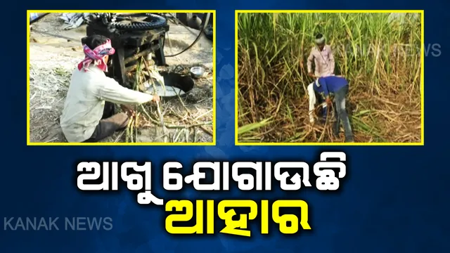 ଆହାର ଯୋଗାଉଛି ଆଖୁ : ବାଲେଶ୍ୱର ବସ୍ତା ଅଞ୍ଚଳରେ ଆଖୁରୁ ଗୁଡ ରାନ୍ଧି ପରିବାର ଚଳାଉଛନ୍ତି ୨ଶହରୁ ଅଧିକ ପରିବାର