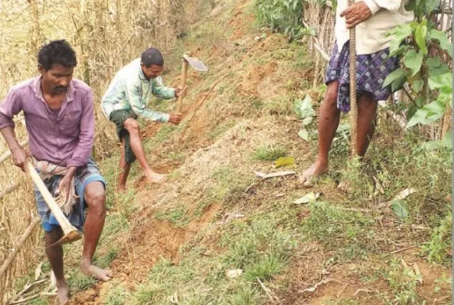 ଗଛ ନାଁରେ ଚଳୁ କରିଦେଲେ ଟଙ୍କା  । ବନୀକରଣରେ ମହାଦୁର୍ନୀତି, ୭୫ ଏକର ଜମିରୁ ୪୮ ହଜାର ଗଛ ଗଲା କୁଆଡେ?