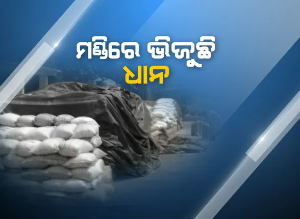 ମଣ୍ଡିରେ ବିକ୍ରି ଅପେକ୍ଷା ପଡିଥିବା ଧାନକୁ ଭିଜାଇଲା ଅଦିନିଆ ବର୍ଷା : ମେଘୁଆ ଆକାଶକୁ ଦେଖି ଚିନ୍ତାରେ ବୌଦ୍ଧ ଚାଷୀ, ସେପଟେ ସୁପର୍ଣ୍ଣପୁରରେ ଚାଷୀଙ୍କୁ ମିଳୁନି ଟୋକନ