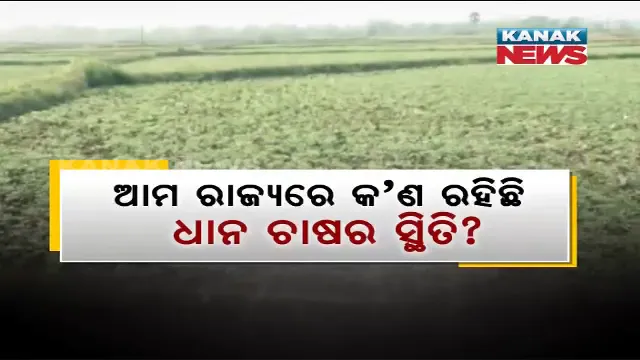 କାହିଁକି ଚାଷ ପ୍ରତି ଆକୃଷ୍ଟ ହେଉ ନାହାନ୍ତି ଯୁବପୀଢ଼ି? ଆମ ରାଜ୍ୟରେ ଖାସ୍ ଲାଭ ହେଉନଥିବା ଯୋଗୁ ଚାଷ ବିମୁଖ କି ଚଷା ଭାଇ ?