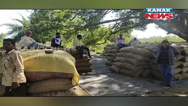 ମଣ୍ଡିରେ ପଡିଛି କ୍ୱିଂଟାଲ କ୍ୱିଂଟାଲ ଧାନ । ବିକ୍ରି ହୋଇନପାରିବାରୁ ଚାଷୀଙ୍କ ଆତ୍ମହତ୍ୟା ଧମକ, ଟୋକନ ନ ମିଳିବାରୁ ଉଠିପାରୁନି ଧାନ ।