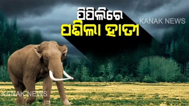 ପିପିଲି-ଡେଲାଙ୍ଗ ଅଂଚଳରେ ବଣୁଆ ହାତୀର ଆତଙ୍କ । ହାତୀ ଦଳିଦେବାରୁ ୪ଜଣଙ୍କ ମୃତ୍ୟୁ, ୫ ଆହତ