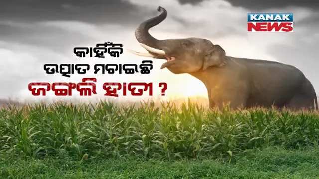 ହାତୀ ମାତିଛି, ଡ଼ର ବଢୁଛି । ପିପିଲି ଛାଡି ଭୁବନେଶ୍ୱରରେ ନରହନ୍ତା ଦନ୍ତା, ୪ ଜଣଙ୍କର ନେଇସାରିଲାଣି ଜୀବନ ।