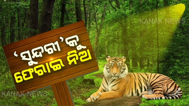 ମଧ୍ୟପ୍ରଦେଶ ବନବିଭାଗକୁ ଚିଠି ଲେଖିଲେ ଓଡ଼ିଶା ସରକାର । କହିଲେ, ଯେତେ ଶୀଘ୍ର ପାରୁଛ ସୁନ୍ଦରୀକୁ ଫେରାଇ ନିଅ,ବାଘୁଣୀ ସୁସ୍ଥ ଓ ସ୍ଥିର ଥିବା ନେଇ ଚିଠିଲେ ଉଲ୍ଲେଖ