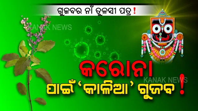 ସୋସିଆଲ ମିଡ଼ିଆରେ ଭାଇରାଲ ହେଉଛି ଏମିତି ଗୁଜବ । ୭ଟି ତୁଳସୀପତ୍ର ଖାଇଲେ ପାଖ ମାଡିବନି କରୋନା, ବଡ଼ପଣ୍ଡାଙ୍କୁ ସ୍ୱପ୍ନରେ କହିଛନ୍ତି ବଡ ଠାକୁର । ଏଭଳି ଗୁଜବରୁ ଦୂରେଇ ରୁହନ୍ତୁ, ସନ୍ଦେହ ହେଲେ ଡାକ୍ତରଙ୍କ ପରାମର୍ଶ ନିଅନ୍ତୁ ।