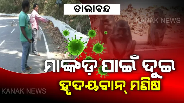 କରୋନା କଟକଣା: ଭୋକରେ ଆଉଟୁପାଉଟୁ ହେଉଛନ୍ତି ଶହ ଶହ ମାଙ୍କଡ, ମାନବିକତା ଦେଖାଇ ଖାଦ୍ୟ ଦେବାକୁ ଆଗକୁ ଆସିଲେ ସହୃଦୟ ବ୍ୟକ୍ତି ।