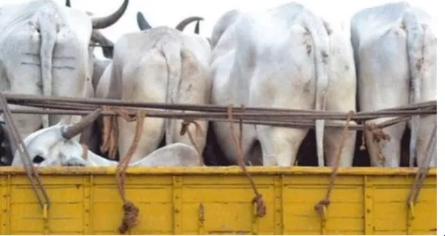 ଗୋରୁ ବୋଝେଇ ଗାଡି ଅଟକ : ଗୋରୁ ଚାଲାଣକାରୀଙ୍କୁ ନିର୍ଦ୍ଧୁମ ଛେଚିଲେ ଲୋକେ