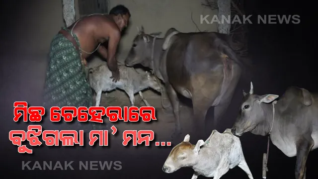 ମାତୃତ୍ୱର ବିଳାପ... ଭଦ୍ରକରୁ ଆସିଲା ମାଆ ମମତାର ଅମୂଲ୍ୟ ଚିତ୍ର...ନଡ଼ାରେ ତିଆରି ବାଛୁରୀକୁ ନିଜ ଛୁଆ ଭାବି ଅସୁମାରୀ ସ୍ନେହ ଆଉ ଶ୍ରଦ୍ଧା ଅଜାଡ଼ି ଦେଉଛି ମାଆ ଗାଈ