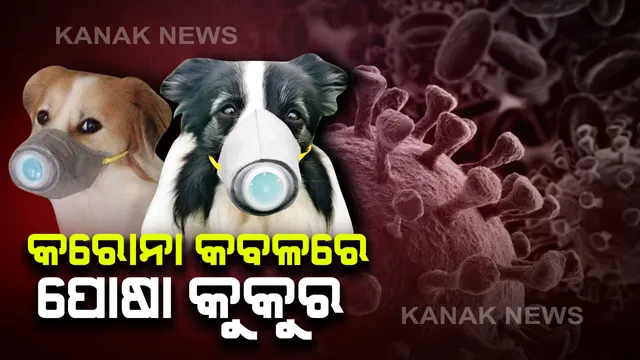 ଚୀନରେ ହଇଚଇ : ମଣିଷ ଠାରୁ ପ୍ରାଣୀକୁ ସଂକ୍ରମିତ ହେଲା କରୋନା, ହଙ୍ଗକଙ୍ଗର ଭାଇରସରେ ଆକ୍ରାନ୍ତ ହେଲା ପୋଷା କୁକୁର