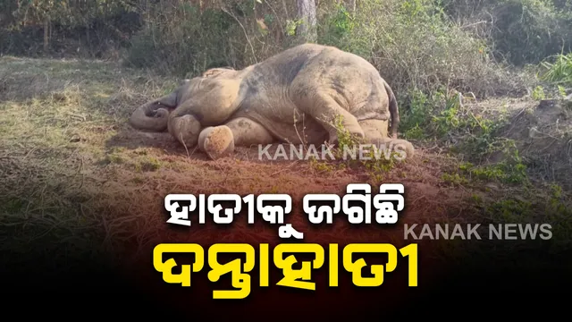ଖୋର୍ଦ୍ଧା ବନଖଣ୍ଡ ନିରାକାରପୁର ଅଂଚଳରେ ଆହତ ହାତୀ ଦନ୍ତାହାତୀର ପହରା । କାରଣ ଅସ୍ପଷ୍ଟ, ସ୍ଥାନୀୟ ଅଂଚଳରେ ଆତଙ୍କ