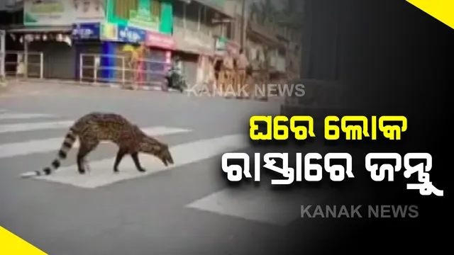 ଲକଡାଉନ୍ ପାଇଁ ସବୁଆଡ ଏବେ ଖାଁ ଖାଁ : ଜନମାନବ ଶୂନ୍ୟ ରାସ୍ତାରେ ବୁଲୁଛନ୍ତି ବନ୍ୟଜନ୍ତୁ