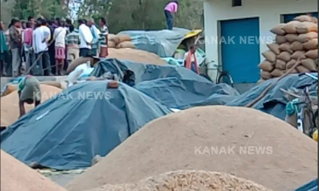 ଖୋଲା ଆକାଶ ତଳେ ପଡିରହିଛି କୁଇଣ୍ଟାଲ କୁଇଣ୍ଟାଲ ଧାନ । ମିଳୁନି ଟୋକନ୍, ଅଦିନିଆ ବର୍ଷା ବଢାଉଛି ସଙ୍କଟ, ଚିନ୍ତାରେ ଚାଷୀ ।