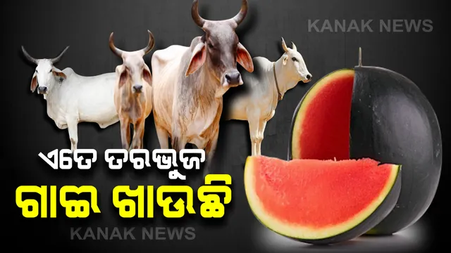 ମାଲକାନଗିରିରେ ତରଭୁଜର ଅଭାବୀ ବିକ୍ରି : ବଜାର ନଥିବାରୁ ଗାଈଗୋରୁ ଖାଉଛନ୍ତି ସୁଆଦିଆ ତରଭୁଜ,ବିଲରେ ପଚି ସଢି ନଷ୍ଟ ହେଉଛି ଶହ ଶହ ତରଭୁଜ