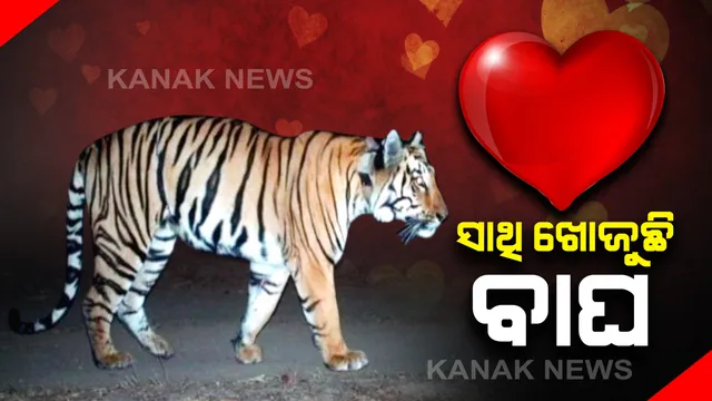 ସାଥି ପାଇଁ ବାଘ ଚାଲିଲା ୨୦୦୦ କିଲୋମିଟର : ସୋସିଆଲ୍ ମିଡିଆରେ ସେୟାର୍ ହେଲା ବାଘ ବୁଲୁଥିବା ସ୍ଥାନର ନକ୍ସା , ଲୋକ କହିଲେ , ବାଘକୁ ଦରକାର ଟିଣ୍ଡର ଆପ୍ । 