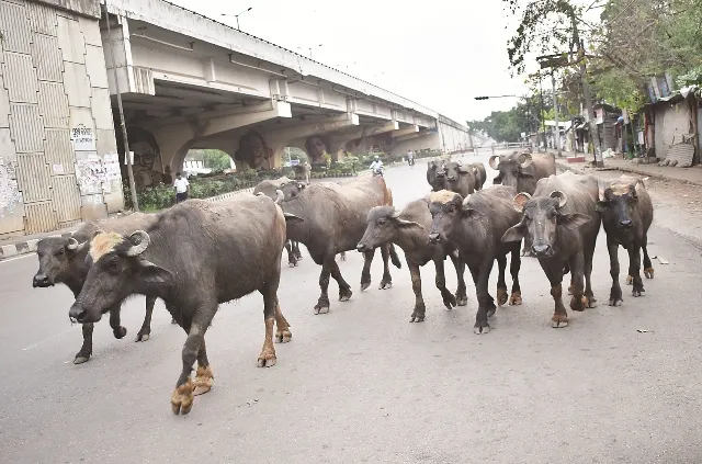ଲକଡାଉନ ପ୍ରଭାବ : ଅଧିକ ହଇରାଣ ହେଉଛନ୍ତି ଜୀବଜନ୍ତୁ, ଖାଦ୍ୟ ଅଭାବ ଯୋଗୁଁ ପଦାରେ ବିଚରଣ କରୁଛନ୍ତି
