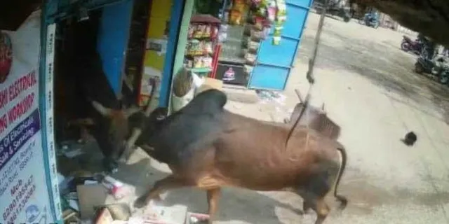 ରାଜଧାନୀରେ ଷଣ୍ଢଙ୍କ ଉତ୍ପାତ : ଦୋକାନ ଭିତରେ ଷଣ୍ଢ ଲଢ଼େଇ, ୨ ଲକ୍ଷର ସମ୍ପତ୍ତି ନଷ୍ଟ