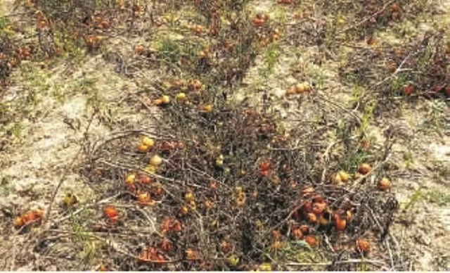 ଲକଡାଉନ ଯୋଗୁଁ ପରିବହନ ସମସ୍ୟା : ବିକ୍ରି ହେଉନି, କ୍ଷେତରେ ପଚୁଛି କ୍ୱିଣ୍ଟାଲ୍ କ୍ୱିଣ୍ଟାଲ୍ ବିଲାତି