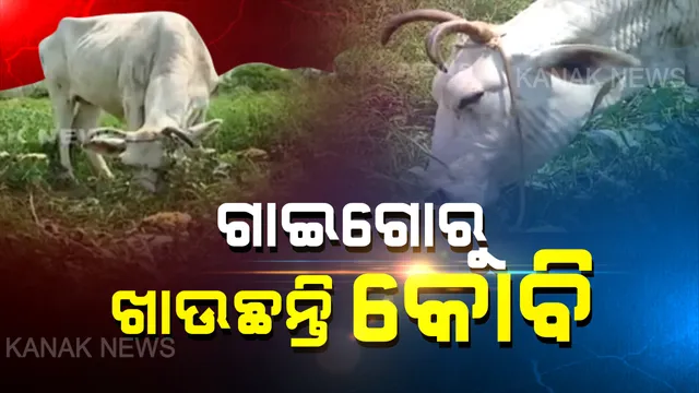ଗାଇ ଖାଉଛି ଫୁଲ କୋବି । ଲକଡାଉନ ଯୋଗୁଁ ସହର ବାହାରକୁ ଯାଇପାରୁନି ପନିପରିବା, ବିକ୍ରି ଅଭାବରୁ ଗାଇଗୋରୁ ପାଟିକୁ ଯାଉଛି ଚାଷୀଙ୍କ କଷ୍ଟ ଉପାର୍ଜିତ ଫସଲ ।