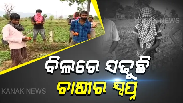 ବିଲରେ ସଢୁଛି ଚାଷୀର ସ୍ୱପ୍ନ । ମାଲକାନଗିରିରେ ଏକର ଏକର ଜମିରେ ସଢୁଛି ପୋଟଳ, କାମାକ୍ଷାନଗରରେ ନଷ୍ଟ ହୋଇଗଲା ବହୁ ପରିମାଣର ପରିବା । କେମିତି ଚଳିବେ ଚିନ୍ତାରେ ଚାଷୀ...