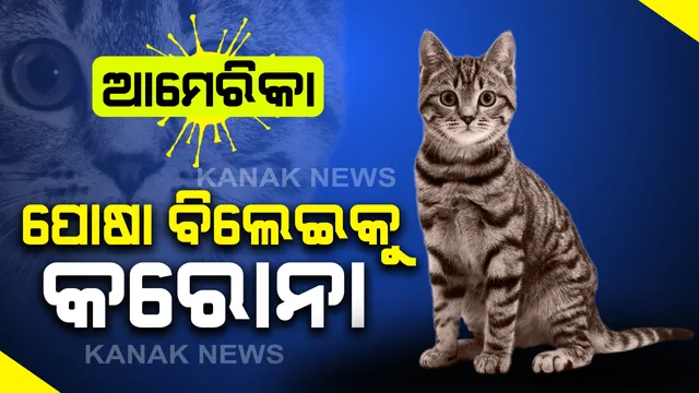 ଆମେରିକାରେ ପୋଷା ବିଲେଇକୁ କରୋନା : ନ୍ୟୁୟର୍କରେ ଦୁଇ ବିଲେଇ ଶରୀରରେ ଭୂତାଣୁ ଚିହ୍ନଟ, ଘରର ସଦସ୍ୟ କିମ୍ବା ପଡୋଶୀ ଦେହରୁ ବ୍ୟାପିଥିବା ସନ୍ଦେହ