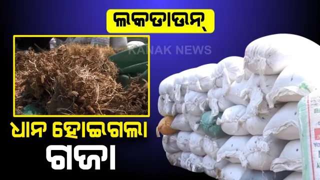 ମାଲକାନଗିରି ଚାଷୀଙ୍କ ଆଖିରେ ଅଦିନିଆ ବର୍ଷା ସାଙ୍ଗକୁ ଲକଡାଉନ୍ ଲୁହ । ଗଜା ହୋଇଗଲା ମାସ ମାସ ଧରି ମଣ୍ଡିରେ ଗଦା ହୋଇଥିବା ଧାନ । କେମିତି ପୋଷିବେ ପରିବାର?