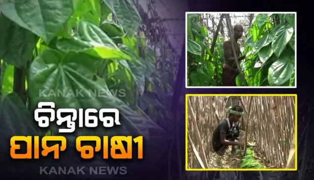 କରୋନା କଟକଣା: ଉଜୁଡି ଯାଇଛି ଜୀବିକା, ଅଟକି ଯାଇଛି ଜୀବନ । ପାନ ଚାଷୀଠୁ ଆରମ୍ଭ କରି ଗେଣ୍ଡୁ ଫୁଲ ଓ ପନିପରିବା ଚାଷୀଙ୍କ ପେଟପାଟଣାରେ ପଡ଼ିଛି ପ୍ରଭାବ ।