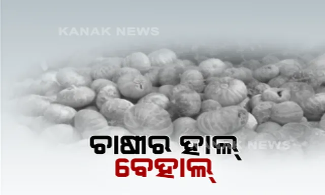 ଚାଷ ଉପରେ କରୋନା ମାଡ! ଅମଳ ଫସଲକୁ ବିକ୍ରି କରିପାରୁନାହିଁ ଚାଷୀ, ଆଶା ଭରସା ଉପରେ ଭୂତାଣୁ ମାଡ, ବାଙ୍କୀ ରାସ୍ତାରେ ଗଡୁଛି କଖାରୁ । ପରିବହନ ସମସ୍ୟା ଯୋଗୁଁ ବିକ୍ରି ହେଉନି ପରିବା ।