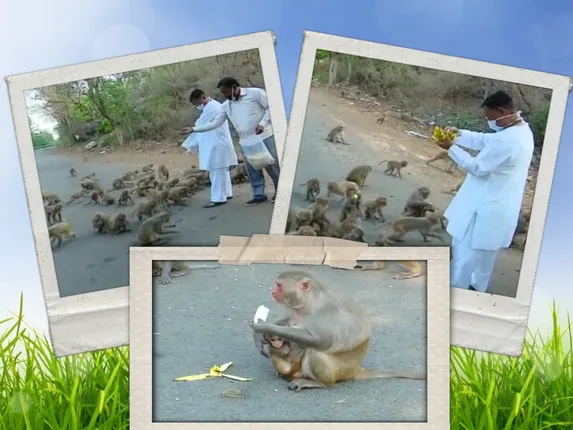 ତାଲାବନ୍ଦରେ ଭୋକରେ ଆଉଟୁ ପାଉଟୁ ହେଉଛନ୍ତି ପଶୁ: ଆହାର ଦେବାକୁ ଆଗେଇ ଆସିଲେ ପଶୁପ୍ରେମୀ; ଶତାଧିକ ମାଙ୍କଡକୁ ଦେଲେ ଖାଦ୍ୟ