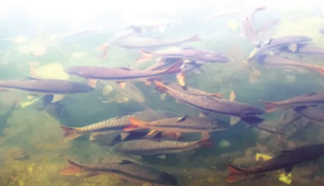 କରୋନା ପାଇଁ ଆସୁ ନାହାନ୍ତି ପର୍ଯ୍ୟଟକ : ହୁମା ମନ୍ଦିର ଖାଁ ଖାଁ, ଖାଇବାକୁ ପାଉନାହାନ୍ତି କୁଡ଼ୋ ମାଛ