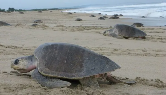କଇଁଛଙ୍କ ପାଇଁ ‘କରୋନା’ ଆଶୀର୍ବାଦ : ସୁରକ୍ଷିତ ଭାବେ ଅଣ୍ଡା ଦେଲେ ୭ ଲକ୍ଷ ଅଲିଭ୍‌ ରିଡ୍‌ଲେ