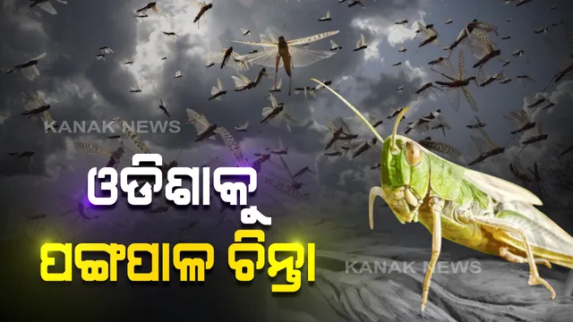 ଓଡିଶାରେ ସମ୍ଭାବ୍ୟ ପଙ୍ଗପାଳ ଆକ୍ରମଣ ନେଇ ବୈଠକ: ମନ୍ତ୍ରୀଙ୍କ ଅଧ୍ୟକ୍ଷତାରେ କୃଷି ବିଭାଗର ପ୍ରମୁଖ ସଚିବ, ସ୍ୱତନ୍ତ୍ର ସଚିବ, ନିର୍ଦ୍ଦେଶକଙ୍କୁ ନେଇ ଆଲୋଚନା; ସେପଟେ ଓୟୁଏଟି ଜାରି କଲା ମାର୍ଗଦର୍ଶିକା