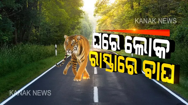ମହାମାରୀ ପାଇଁ ମଣିଷ ଘରେ, ବାଘ ବୁଲୁଛି ବାହାରେ...ସୋସିଆଲ ମିଡ଼ିଆରେ ଭାଇରାଲ ହେଲା ଭିଡ଼ିଓ ।