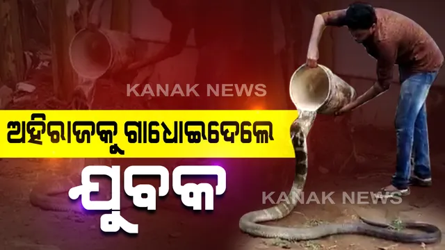 ଅହିରାଜକୁ ଗାଧୋଇ ଦେଉଛନ୍ତି ଯୁବକ ! ହାତରେ ବାଲଟି ଧରି ଆରାମରେ ଢାଳୁଛନ୍ତି ପାଣି, ଦେଖନ୍ତୁ ଭିଡିଓ