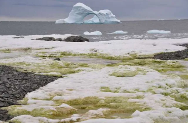 ଆଣ୍ଟାର୍କଟିକାରେ ଜଳବାୟୁ ପରିବର୍ତ୍ତନର ପ୍ରଭାବ : ଶ୍ବେତ ବରଫ ଉପରେ ମାଡ଼ିଚାଲିଛି ସବୁଜ ଶୈବାଳ