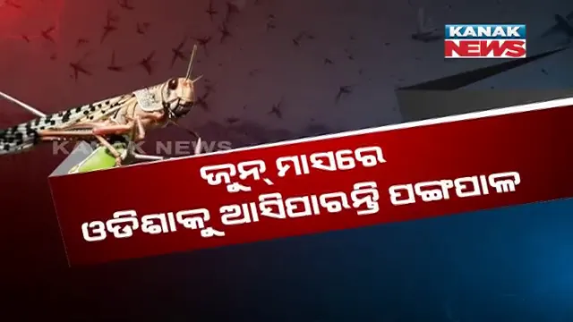 ଓଡ଼ିଶା ମୁହାଁ ଉଡ଼ନ୍ତା ଆତଙ୍କ । ଜୁନ୍ ମାସରେ ଓଡିଶାକୁ ଆସିପାରନ୍ତି ପଙ୍ଗପାଳ, ଚାଷୀଙ୍କୁ ସଚେତନ ଓ ସତର୍କ ରହିବାକୁ ଓୟୁଏଟିର ପରାମର୍ଶ ।