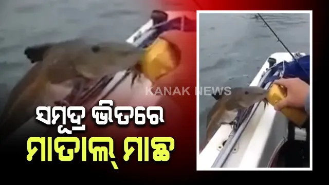 ମାଛ ପିିଇଲା ମଦ ! ଡ଼ହଡ଼ହ ଖରାରେ ସମୂଦ୍ର ଭିତରେ ମାଛ ପିଇଲା ଚିଲ୍ଡ ବିୟର୍ : ସୋସିଆଲ୍ ମିଡିଆରେ ଭାଇରାଲ୍ ହେଲା ଭିଡିଓ ।