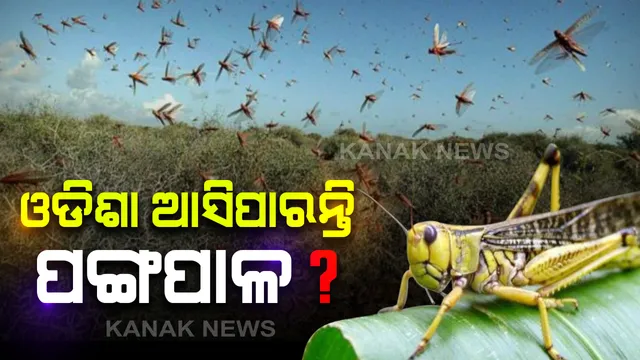 ପଙ୍ଗପାଳ ମୁକାବିଲା ନେଇ ମୁଖ୍ୟମନ୍ତ୍ରୀଙ୍କ ସମୀକ୍ଷା: ସ୍ଥିତିରେ ସମୀକ୍ଷା ପରେ ସଜାଗ ରହିବାକୁ ନବୀନଙ୍କ ପରାମର୍ଶ; ୫ ଜିଲ୍ଲାକୁ ସତର୍କ କରାଇଲେ ରାଜ୍ୟ ସରକାର