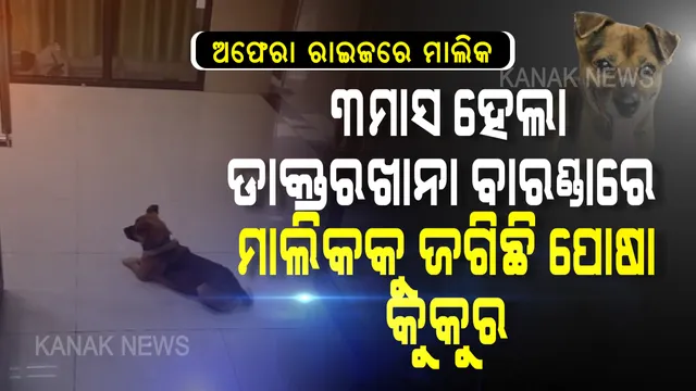 ପୋଷା କୁକୁର ଆଖିରୁ ଲୁହ ଶୁଖୁନି । ଅଫେରା ରାଇଜରେ ମାଲିକ । ଅପଲକ ନୟନରେ ଡାକ୍ତରଖାନା ବାରଣ୍ଡାରେ ୩ ମାସ ହେଲା ବସିରହିଛି ପୋଷା କୁକୁର । କାହାର କିଛି କ୍ଷତି ନକରି ମାଲିକକୁ ମନେ କରି ଦିନ ରାତି ଲୁହ ଗଡ଼ାଉଛି । ନୀରିହ ପଶୁ କି ଜାଣେ ମାଲିକ ତା’ ଆଉ ଫେରିବିନ . . . . .