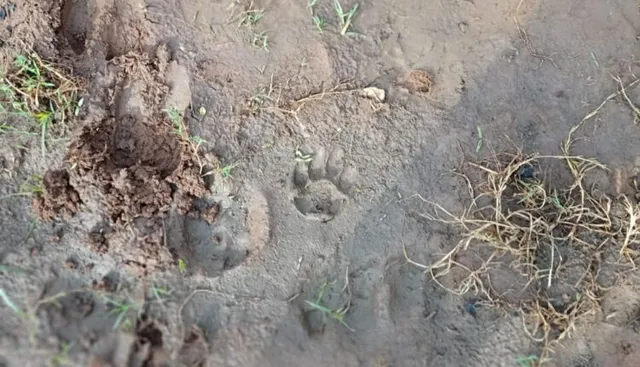 ଉତ୍ତରଘୁମୁସର ବନଖଣ୍ଡରେ ବାଘ ଆତଙ୍କ ! ବାଇବାଲିରେ ବାଛୁରୀକୁ ମାରିଲା କଲରାପତରିଆ ବାଘ