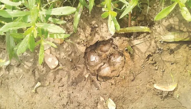 ବାଲିପାଟଣାରେ  ବୁଲୁଛି ବାଘ ! ସାମ୍ନାକୁ ଆସିଲା ପାଦ ଚିହ୍ନ, ଆତଙ୍କିତ ଅବସ୍ଥାରେ ଲୋକେ