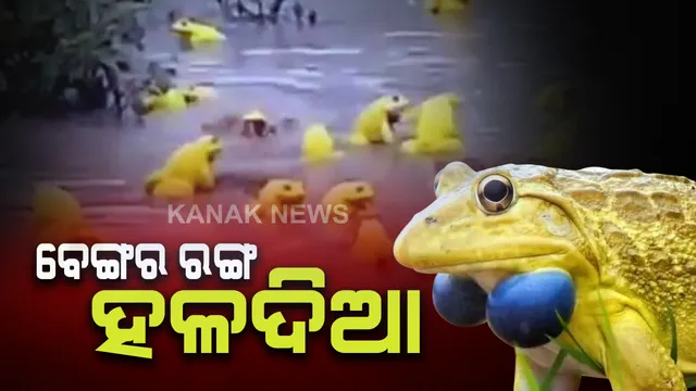 ଗାଁ ପୋଖରୀରେ ବୁଲିଲେ ଦୁର୍ଲଭ ପ୍ରଜାତିର ବେଙ୍ଗ : ହଳଦିଆ ରଙ୍ଗର ଏହି ବେଙ୍ଗଙ୍କୁ ଦେଖି ଡ଼ରିଲେ ଗାଁ ଲୋକ । 