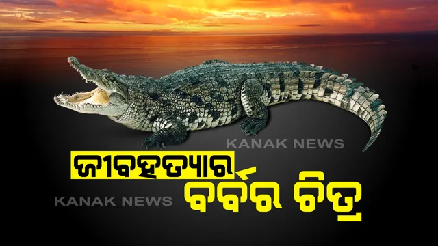 ମାଲକାନଗିରିରୁ ଆସିଲା ପଶୁହତ୍ୟାର ବର୍ବର ଚିତ୍ର । ଶାବେରୀ ନଦୀରୁ ୧୦ ଫୁଟ ଲମ୍ବର ବିଶାଳକାୟ କୁମ୍ଭୀରକୁ ମାରି ଗଛଡାଳରେ ବାନ୍ଧିଲେ ଲୋକେ, ବନବିଭାଗ ବେଖବର