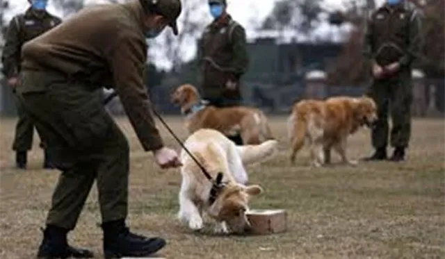 ହୁ ହୁ ବଢୁଛି କରୋନା । ଏଣିକି ଆକ୍ରାନ୍ତଙ୍କୁ ଚିହ୍ନଟ କରିବ ଶ୍ୱାନ, ହେଲେ କେମିତି?