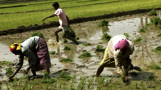 ସମବାୟ ସମିତିରେ ବଡ ଧରଣର ଅନିୟମିତତା । ଚାଷୀଙ୍କ ଅଜାଣତରେ ଉଠାଯାଇଛି ଲକ୍ଷଲକ୍ଷ ଟଙ୍କା