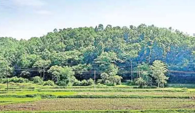 ୧୭ ବର୍ଷ ପରିଶ୍ରମରେ ସବୁଜିମା ଲେଉଟିଲା । ପୁନାସିଆ ଗାଁ ଲୋକଙ୍କ ସବୁଜ ମିସନ ସଫଳ ହେଲା । ରାତାରାତି ଲଣ୍ଡା କରିଦେଇଥିଲେ କାଠମାଫିଆ