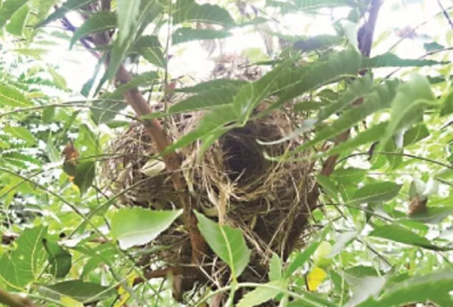 ପକ୍ଷୀଙ୍କ ପାଇଁ ବସା ସଜାଡ଼ିଲେ ଯୁବଗୋଷ୍ଠୀ : ୨୫ଟି ଗାଁରେ ପ୍ରସ୍ତୁତ ହୋଇଛି ୨୩୫ ବସା