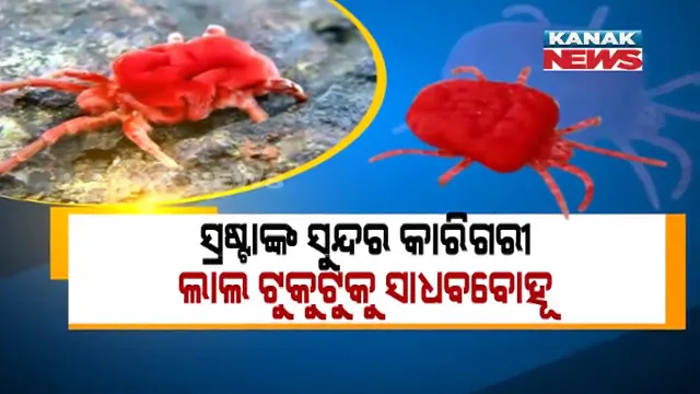 ବିନାଶ ମୁଖରେ ସ୍ରଷ୍ଟାଙ୍କ ସୁନ୍ଦର କାରିଗରୀ ଲାଲ ଟୁକୁଟୁକୁ ସାଧବବୋହୂ  । ଆଧୁନିକତାର ଚାଦର ତଳେ କବର ନେବାକୁ ବସିଲାଣି  ରୂପ ରାଇଜର ରାଣୀ